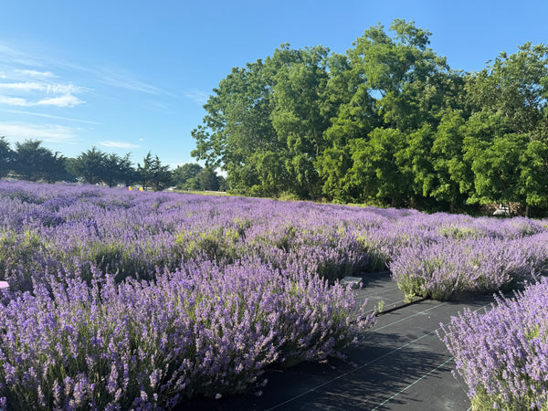 Lavender Daily Refresh Cleanser
